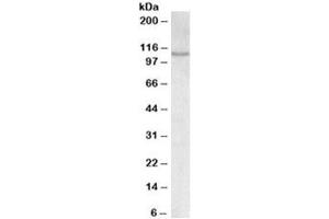 Western blot testing of MOLT4 lysate with NFATC2 antibody at 0. (NFAT1 抗体)