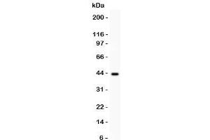 Western blot testing of SERPINB2 antibody and human placenta lysate. (SERPINB2 抗体  (AA 1-180))