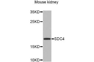 Western Blotting (WB) image for anti-Syndecan 4 (SDC4) antibody (ABIN1874710) (SDC4 抗体)