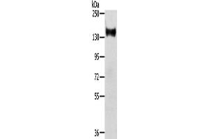 Western Blotting (WB) image for anti-RAS Protein Activator Like 2 (RASAL2) antibody (ABIN2424040) (RASAL2 抗体)