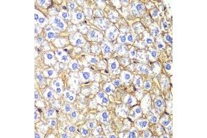 Immunohistochemistry of paraffin-embedded mouse liver using CDH2 Antibody. (N-Cadherin 抗体  (AA 750-850))