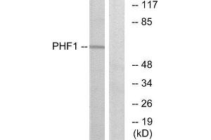 Western Blotting (WB) image for anti-PHD Finger Protein 1 (PHF1) (Internal Region) antibody (ABIN1848964) (PHF1 抗体  (Internal Region))