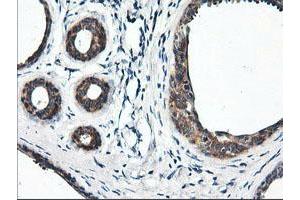 Immunohistochemical staining of paraffin-embedded Human breast tissue using anti-RGS16 mouse monoclonal antibody. (RGS16 抗体)