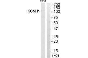 Western blot analysis of extracts from HuvEc cells, using KCNH1 antibody. (KCNH1 抗体  (Internal Region))
