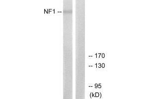 Western Blotting (WB) image for anti-Neurofibromin 1 (NF1) (Internal Region) antibody (ABIN1850489) (Neurofibromin 1 抗体  (Internal Region))