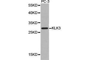 Western Blotting (WB) image for anti-Prostate Specific Antigen (PSA) antibody (ABIN1873444) (Prostate Specific Antigen 抗体)