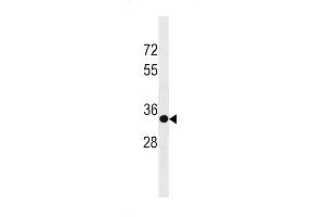 SPRY3 Antibody (C-term) (ABIN1881826 and ABIN2843208) western blot analysis in 293 cell line lysates (35 μg/lane). (SPRY3 抗体  (C-Term))