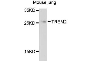 Western blot analysis of extracts of mouse lung cells, using TREM2 antibody. (TREM2 抗体)