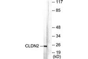 Western Blotting (WB) image for anti-Claudin 2 (CLDN2) (AA 181-230) antibody (ABIN2889174) (Claudin 2 抗体  (AA 181-230))