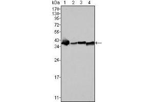 Western Blot showing NPM antibody used against SMMC-7721 (1), HepG2 (2), Hela (3) and HEK293 (4) cell lysate. (NPM1 抗体)