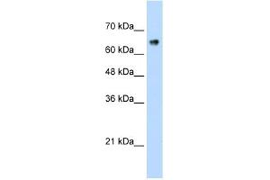 ZNF326 antibody (20R-1244) used at 0. (ZNF326 抗体  (C-Term))