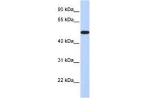 Image no. 1 for anti-Homeobox A3 (HOXA3) (AA 324-373) antibody (ABIN6742643) (HOXA3 抗体  (AA 324-373))