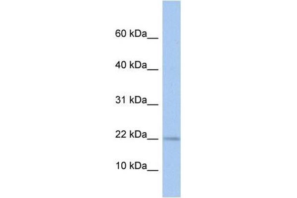 MPV17L 抗体  (N-Term)
