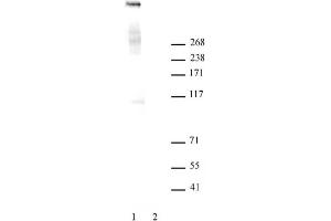Ki-67 antibody tested by Western blot. (Ki-67 抗体  (N-Term))