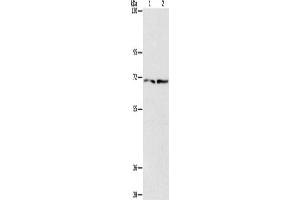 Western Blotting (WB) image for anti-Intraflagellar Transport Protein 74 Homolog (IFT74) antibody (ABIN2434481) (IFT74 抗体)