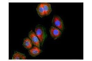 Immunofluorescence (IF) image for anti-DEAD (Asp-Glu-Ala-Asp) Box Polypeptide 3, X-Linked (DDX3X) antibody (ABIN2664926) (DDX3X 抗体)