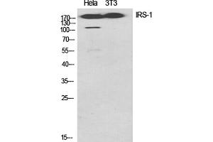 Western Blot analysis of Hela (1), 3T3 (2), diluted at 1:1000. (IRS1 抗体)