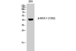 Western Blotting (WB) image for anti-Mitogen-Activated Protein Kinase Kinase 1 (MAP2K1) (pThr292) antibody (ABIN6288173) (MEK1 抗体  (pThr292))