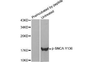 Western Blotting (WB) image for anti-Synuclein, alpha (SNCA) (pTyr136) antibody (ABIN1870623) (SNCA 抗体  (pTyr136))
