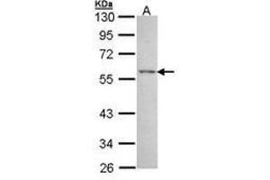 Image no. 1 for anti-Estrogen-Related Receptor gamma (ESRRG) (AA 53-304) antibody (ABIN467453) (ESRRG 抗体  (AA 53-304))