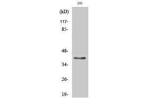 Western Blotting (WB) image for anti-Transmembrane Protein, Adipocyte Asscociated 1 (TPRA1) (Internal Region) antibody (ABIN3175364) (GPR175 抗体  (Internal Region))