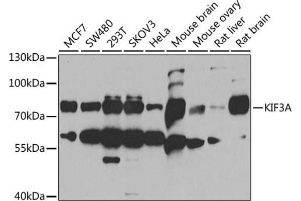 KIF3A 抗体  (AA 430-699)