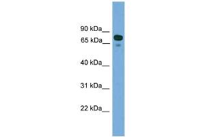 WB Suggested Anti-ZNF599 Antibody Titration: 0. (ZNF599 抗体  (N-Term))