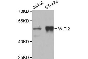 Western blot analysis of extracts of various cell lines, using WIPI2 antibody (ABIN5975599) at 1/1000 dilution. (WIPI2 抗体)
