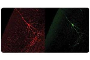 The same murine cortical neuron visualized using our Chicken anti-GFP antibody (left, in red) and visualized using GFP autofluorescence (right, in green). (GFP 抗体)