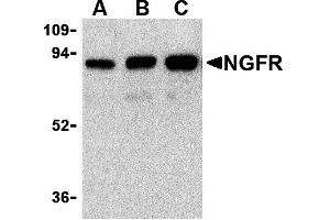 Western Blotting (WB) image for anti-Nerve Growth Factor Receptor (NGFR) antibody (ABIN1031777) (NGFR 抗体)