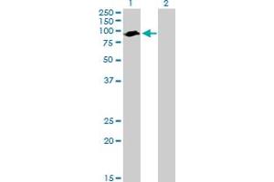 Western Blot analysis of ARNTL expression in transfected 293T cell line by ARNTL MaxPab polyclonal antibody. (ARNTL 抗体  (AA 1-625))