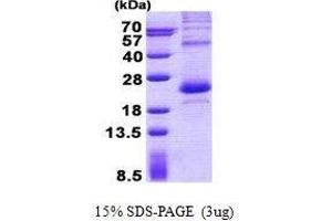 Figure annotation denotes ug of protein loaded and % gel used. (LITAF 蛋白)