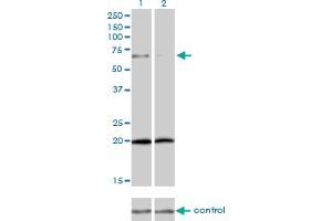 Western Blotting (WB) image for anti-Zyxin (ZYX) (AA 1-572) antibody (ABIN563471)