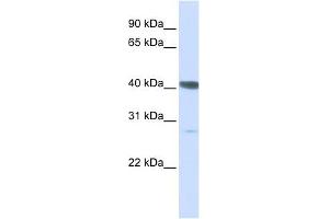 DNAJB11 antibody used at 1 ug/ml to detect target protein. (DNAJB11 抗体)