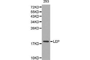 Western Blotting (WB) image for anti-Leptin (LEP) (AA 22-167) antibody (ABIN6216821) (Leptin 抗体  (AA 22-167))