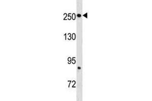 Fatty Acid Synthase antibody western blot analysis in mouse brain tissue lysate. (Fatty Acid Synthase 抗体  (AA 942-973))