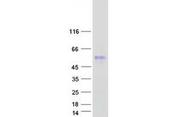 SERPINA11 Protein (Myc-DYKDDDDK Tag)