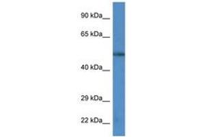 Image no. 1 for anti-Calcium/calmodulin-Dependent Protein Kinase IV (CAMK4) (AA 322-371) antibody (ABIN6747450) (CAMK4 抗体  (AA 322-371))