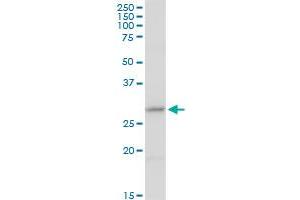 CER1 MaxPab rabbit polyclonal antibody. (CER1 抗体  (AA 1-267))