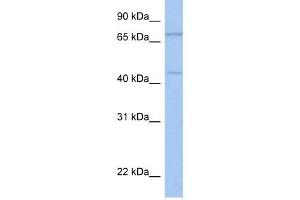 ISLR2 抗体  (N-Term)