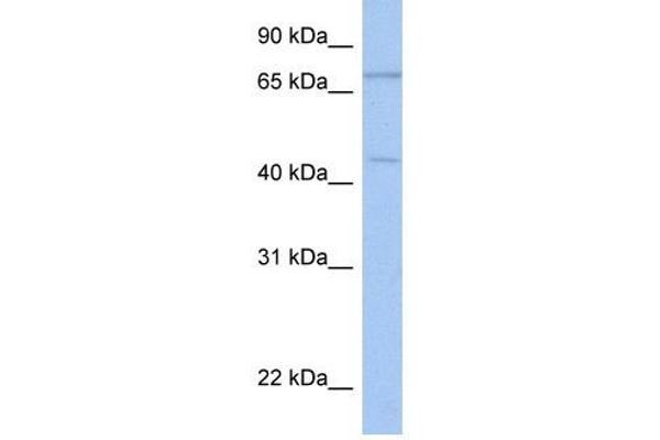 ISLR2 抗体  (N-Term)