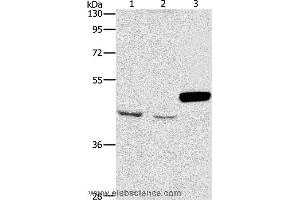 Western blot analysis of A172 and K562 cell, mouse pancreas tissue, using ARMCX3 Polyclonal Antibody at dilution of 1:900 (ARMCX3 抗体)