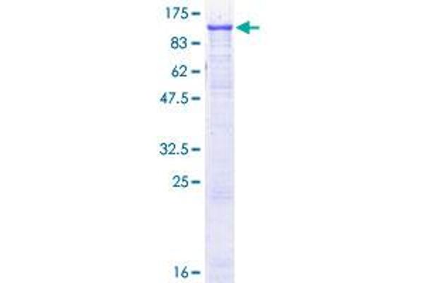 EEF2 Protein (AA 1-858) (GST tag)