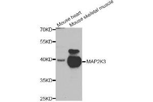 Western blot analysis of extracts of mouse heart and mouse skeletal cell lines, using MAP2K3 antibody. (MAP2K3 抗体)