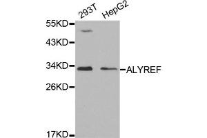 Western Blotting (WB) image for anti-THO Complex 4 (THOC4) antibody (ABIN1877039) (THO Complex 4 抗体)