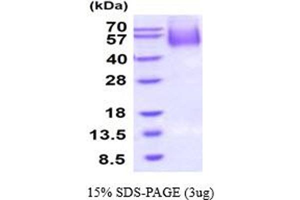 CD34 Protein (CD34) (AA 32-290) (His tag)