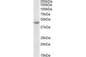 Western Blotting (WB) image for anti-GNAS Complex Locus (GNAS) (Internal Region) antibody (ABIN2464676) (GNAS 抗体  (Internal Region))