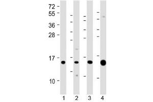 Western blot testing of 1) human kidney, 2) human Caki-1 (kidney-derived), 3) mouse Renca (kidney-derived) and 4) mouse kidney lysate with ATP6V1G3 antibody at 1:2000. (ATP6V1G3i 抗体  (AA 15-49))