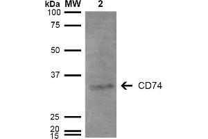 Western Blot analysis of Human Lymphoblastoid cell line (Raji) showing detection of 33-35 kDa CD74 protein using Mouse Anti-CD74 Monoclonal Antibody, Clone 3D7 . (CD74 抗体  (Atto 390))