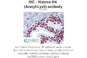 Image no. 1 for anti-Histone H4 (acLys5) antibody (ABIN1735471) (Histone H4 抗体  (acLys5))